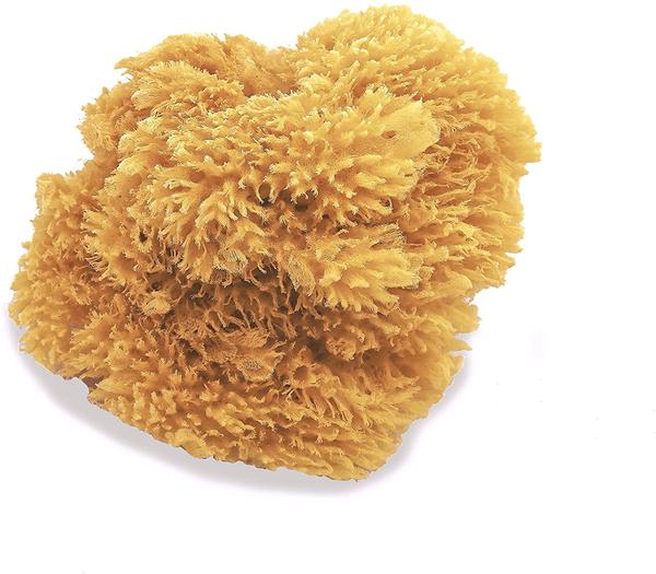 Natural Sea Sponges
Great for Painting Decorating Texturing Sponging Marbling Effects Faux Finishes Crafts and More
Good for artists creating effects including faux finishes, marbleizing, texturing, sponge painting, staining, stippling and more
Sea sponges are sustainably and responsibly harvested from renewable resources.
Warm water and body wash turn this unbleached deep sea treasure into a stimulating and circulation boosting washcloth
Sea sponges do not leave behind trace hairs on the painted surface as is commonly associated with paint brushes. Easy to care for - wash sponges thoroughly after use and freshen occasionally by rinsing with baking soda.
The natural sponge's fibers allow greater color load and longer application time. Artists can apply multiple layers to the medium to create special effects.
Note- The sea sponge comes in dried state for transportation so please soak it in water for 15 minutes for it to get smooth and retain its soft shape before use