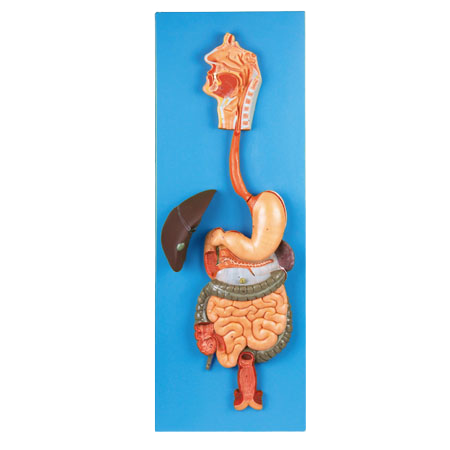 The Circulatory System is the body system responsible for transporting blood, oxygen, nutrients, and hormones throughout the body. It also helps remove waste products such as carbon dioxide from body tissues.