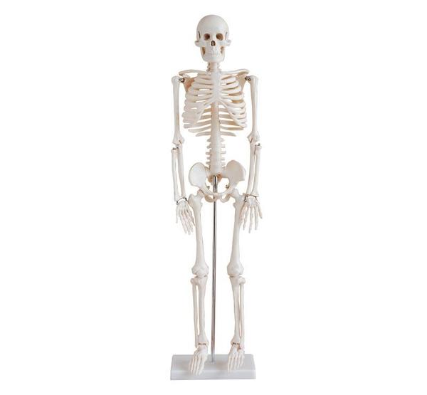 Human Skeleton Model