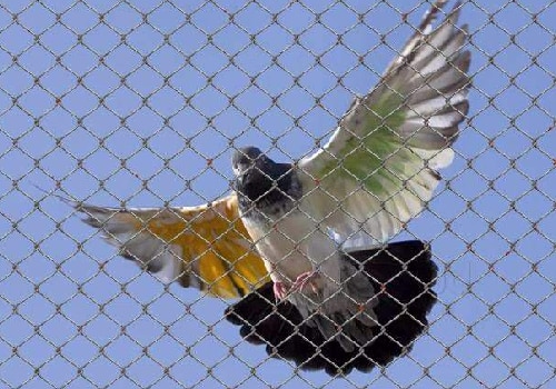 BIRD NETTING SERVICE