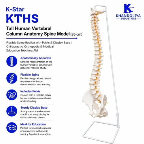 The K-Star KTHS Human Vertebral Column Model is a premium anatomical teaching aid designed for chiropractic education, osteopathy training, orthopedic demonstrations, physiotherapy learning, and medical instruction. This highly detailed Tall Spine Anatomy Model accurately represents the human vertebral structure, making it ideal for anatomy study, classroom teaching, clinical demonstrations, and professional healthcare training. Designed as a realistic Vertebral Column Anatomy Model, Human Spine Model, and Spinal Column Model, the KTHS provides a comprehensive view of the spinal anatomy from the cervical region to the pelvis. Its life-size structure helps students, educators, and healthcare professionals better understand vertebral alignment, posture, and spinal biomechanics.

This advanced Vertebrae Anatomy Model, Full Size Spine Model, and Tall Human Spine Model is manufactured from durable PVC material to ensure long-lasting educational performance. The flexible construction allows natural movement and positioning, making it an excellent Flexible Vertebral Column Model for practical demonstrations and clinical learning.This professional Human Backbone Model, Spinal Anatomy Teaching Model, and Vertebral Column Teaching Aid is suitable for medical colleges, physiotherapy institutes, chiropractic clinics, osteopathy centers, hospitals, biology laboratories, and educational institutions. The included display base provides stability for classroom presentations and demonstrations.