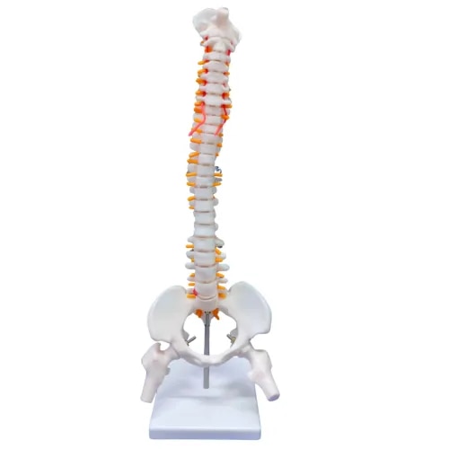 The K-Star KHMS Human Mini Spine Model is a highly detailed anatomical teaching aid designed for medical education, chiropractic training, physiotherapy learning, orthopedic demonstrations, and biology laboratory studies. This professional Spine Anatomy Model accurately represents the human vertebral structure, making it an excellent educational resource for students, healthcare professionals, and anatomy instructors. Designed as a realistic Vertebral Column Model, Human Spine Model, and Spinal Column Model, the KHMS displays the complete spinal anatomy with attached femur heads and pelvis structure. The model helps users understand spinal alignment, vertebral relationships, posture mechanics, and skeletal anatomy with greater clarity. This premium Vertebrae Anatomy Model and Mini Spine Model with Femur Head is manufactured using durable, high-quality materials to ensure long-lasting educational use. The flexible design allows realistic movement and positioning, making it an ideal Flexible Spine Model for classroom demonstrations and clinical training. The KHMS functions as a dependable Medical Spine Model, Human Vertebral Column Model, and Anatomy Teaching Spine Model, helping learners visualize cervical, thoracic, lumbar, sacral, and pelvic structures. Its detailed anatomical representation supports practical learning and professional instruction. This versatile Educational Spine Model, Human Backbone Model, Orthopedic Spine Model, and Chiropractic Spine Model is suitable for medical colleges, nursing institutes, physiotherapy centers, chiropractic clinics, hospitals, and healthcare training facilities.
