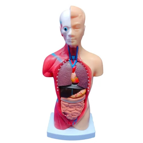 The K-Star Human Torso Anatomy Model is a highly detailed educational teaching aid designed for medical students, nursing trainees, biology learners, healthcare professionals, and educational institutions. This realistic Human Torso Model provides a clear representation of major internal organs and body structures, making it ideal for anatomy learning, classroom demonstrations, and professional healthcare training. Designed as a comprehensive Anatomy Torso Model and Human Body Anatomy Model, accurately displays the internal anatomy of the human body. The detachable organ system allows users to examine individual anatomical structures in detail, enhancing practical learning and anatomical understanding. This premium Medical Torso Model and Human Organ Anatomy Model features removable organs that help students identify the location, structure, and relationship of major body systems. The model serves as an effective Detachable Organ Torso Model for anatomy education and scientific demonstrations. The KHTA functions as a dependable Human Body Structure Model, Anatomical Torso Model, and Internal Organ Anatomy Model, providing detailed visualization of human anatomy for educational and professional use. The realistic design supports anatomy teaching, medical demonstrations, and healthcare instruction. Crafted from durable PVC material, this Internal Body Structure Model and Human Torso with Display Base is built for long-term educational use. The sturdy construction ensures reliability during classroom teaching, laboratory demonstrations, and professional training sessions. This versatile Human Body Anatomy Model and Detachable Organ Model is suitable for schools, colleges, medical institutes, hospitals, nursing programs, and healthcare training centers. 