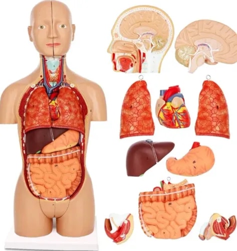 Human Body Organ Specification product image