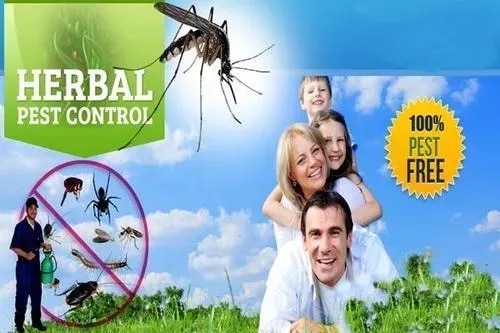 Herbal Pest ControlKamal Care Services provides herbal pest control solutions designed for customers looking for a more plant-based approach to pest management. Our herbal pest control service uses carefully selected herbal or botanical-based formulations to help manage common household and commercial pest problems while maintaining a cleaner and more comfortable environment.Herbal pest control can be considered for homes, offices, shops, restaurants, and other spaces where customers prefer alternatives to conventional pest control methods. The treatment approach is selected according to the type of pest, level of infestation, affected area, and specific site requirements.Our trained professionals assess the premises and recommend a suitable treatment plan for pests such as cockroaches, ants, mosquitoes, flies, and other common unwanted insects. Along with treatment, we can provide practical guidance on sanitation, food storage, moisture control, and other preventive measures that can help reduce recurring pest activity.At Kamal Care Services, we focus on responsible application, hygiene, customer safety, and effective pest management. Herbal pest control is not necessarily chemical-free or risk-free, so products should always be used according to their label directions and professional recommendations.Choose Kamal Care Services for professional herbal pest control solutions tailored to your residential, commercial, or workplace requirements.