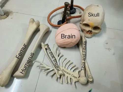 Human Bone Set product image