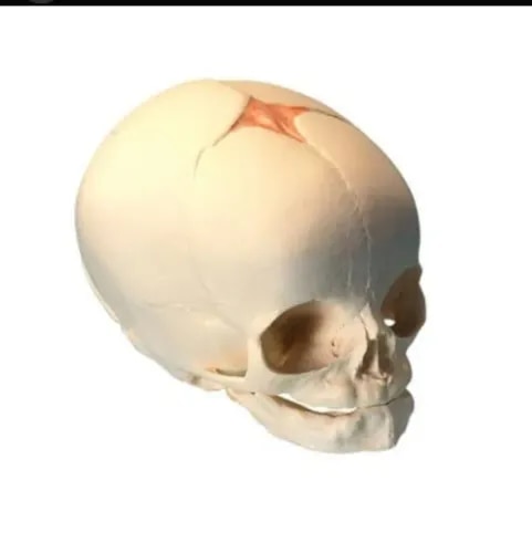 Human Baby Skull product image