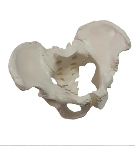 Human Men and Female Pelvis Model product image